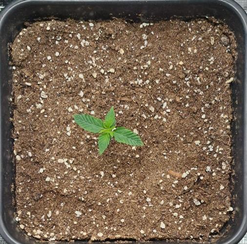 King of Kong. Week 1 - Day 7