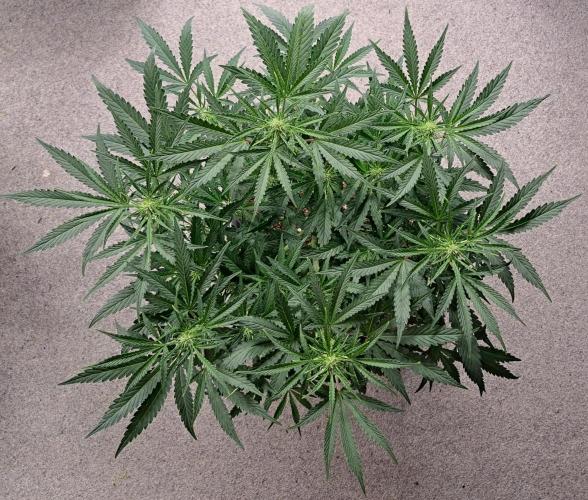 Bruce makes mimosas. Week 6 - Day 36