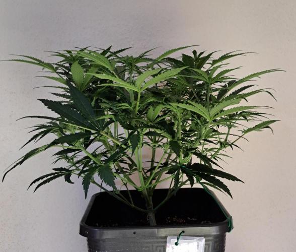 Bruce makes mimosas. Week 6 - Day 36