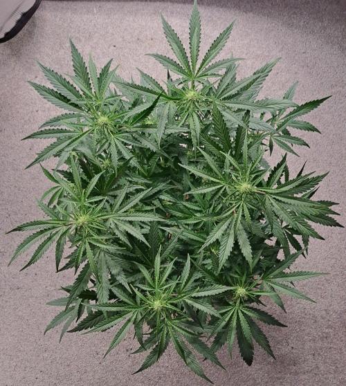 Bruce makes mimosas. Week 6 - Day 37