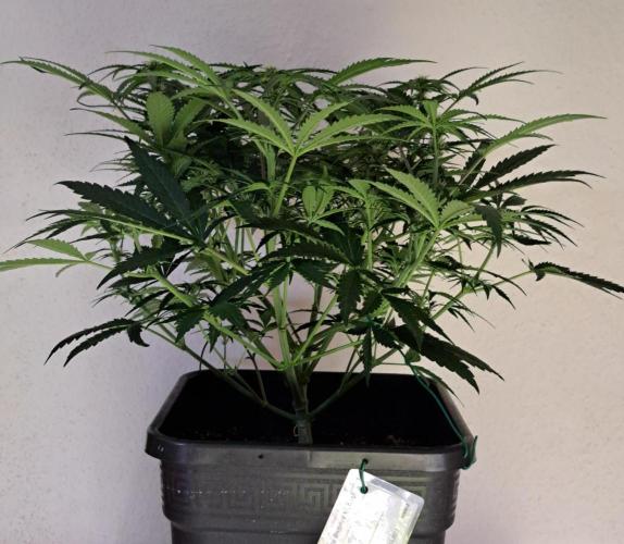 Bruce makes mimosas. Week 6 - Day 37