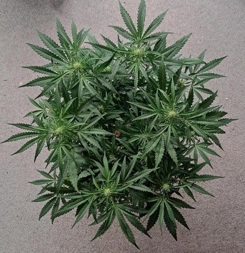 Bruce makes mimosas. Week 6 - Day 38