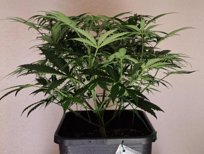 Bruce makes mimosas. Week 6 - Day 38