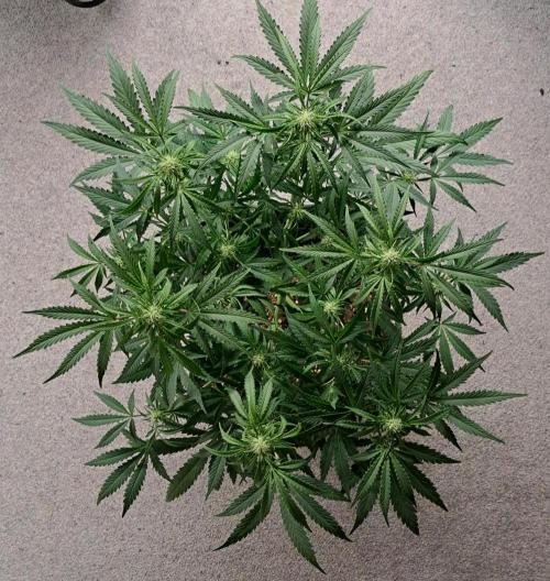 Bruce makes mimosas. Week 6 - Day 39