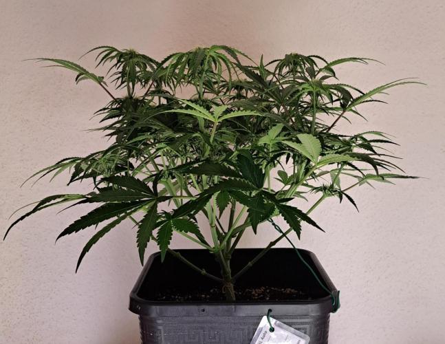 Bruce makes mimosas. Week 6 - Day 39