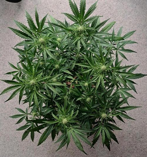 Bruce makes mimosas. Week 6 - Day 40