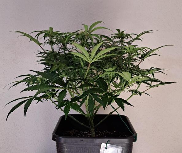 Bruce makes mimosas. Week 6 - Day 40