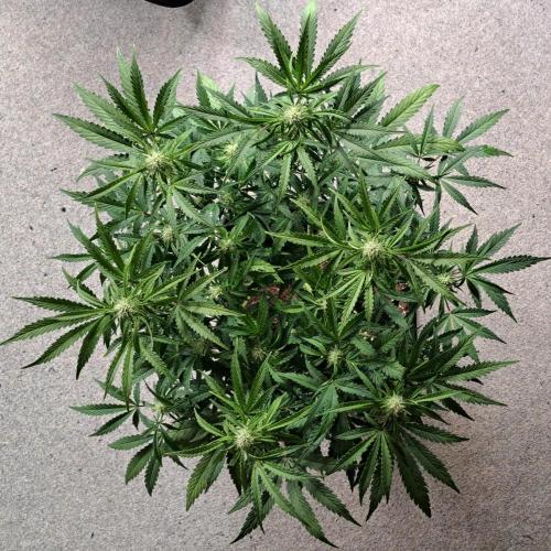 Bruce makes mimosas. Week 6 - Day 41