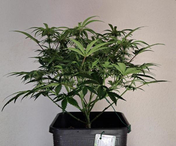 Bruce makes mimosas. Week 6 - Day 41