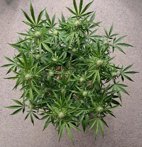 Bruce makes mimosas. Week 6 - Day 42