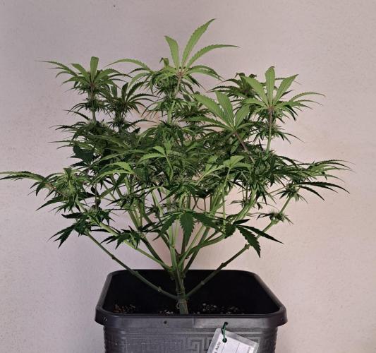 Bruce makes mimosas. Week 6 - Day 42