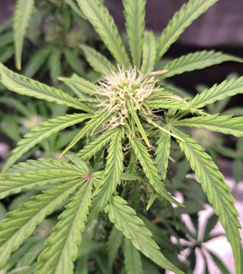 Bruce makes mimosas. Week 6 - Day 42