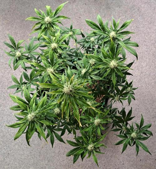 Beloved Zweetness. Week 9 - Day 57