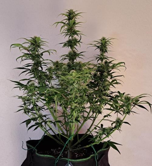 Beloved Zweetness. Week 9 - Day 57