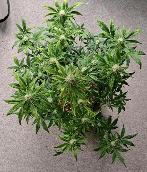 Beloved Zweetness. Week 9 - Day 58