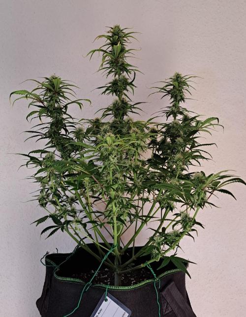 Beloved Zweetness. Week 9 - Day 58