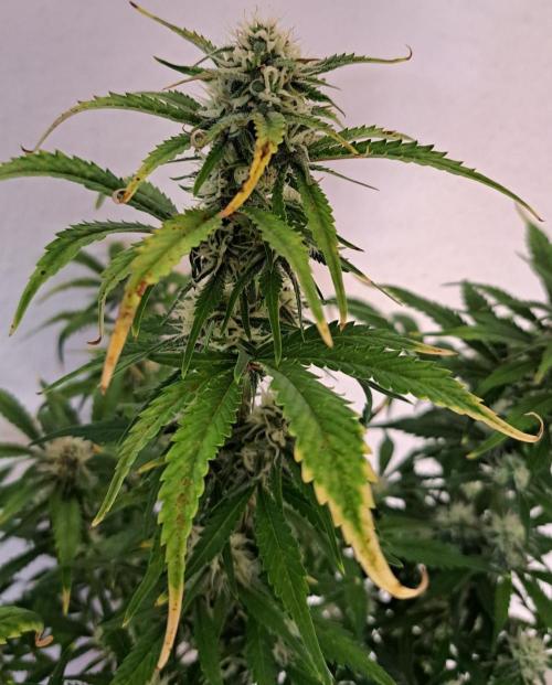 Beloved Zweetness. Week 9 - Day 58