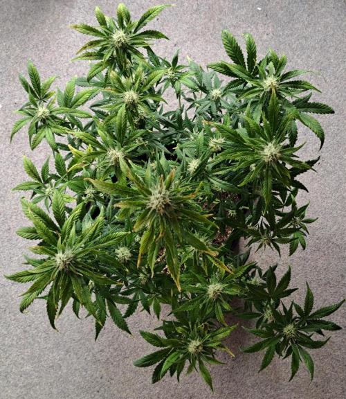 Beloved Zweetness. Week 9 - Day 59