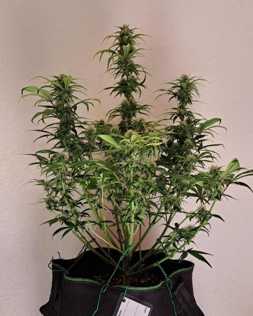 Beloved Zweetness. Week 9 - Day 59