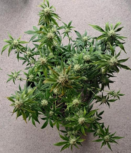 Beloved Zweetness. Week 9 - Day 60