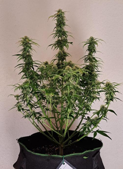 Beloved Zweetness. Week 9 - Day 60