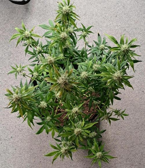 Beloved Zweetness. Week 9 - Day 61