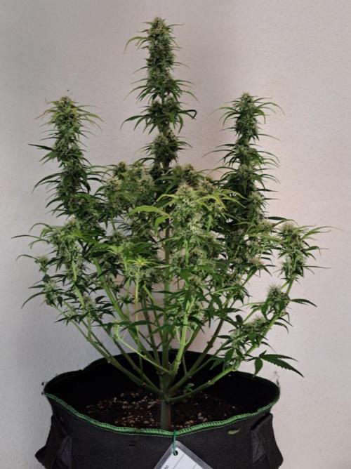 Beloved Zweetness. Week 9 - Day 61