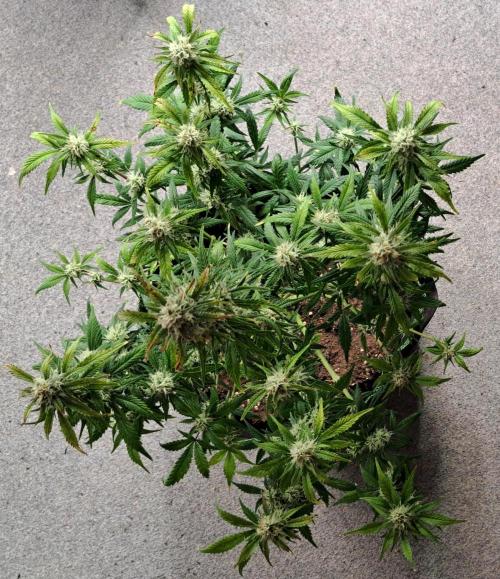 Beloved Zweetness. Week 9 - Day 62