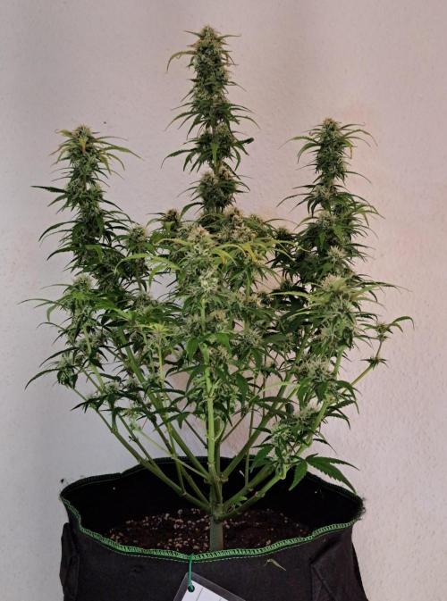 Beloved Zweetness. Week 9 - Day 62