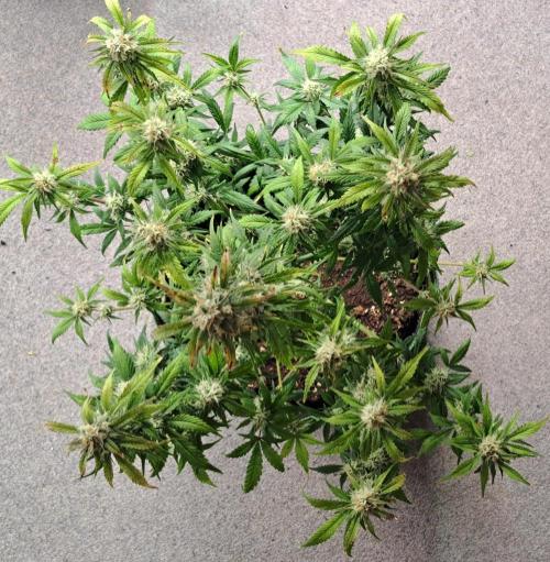 Beloved Zweetness. Week 9 - Day 63