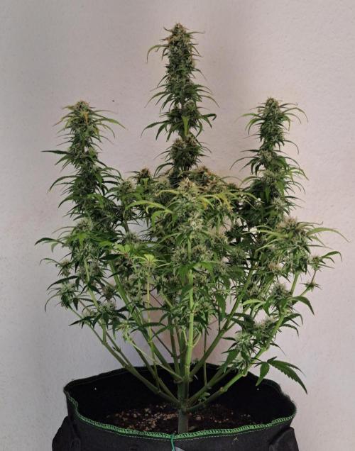 Beloved Zweetness. Week 9 - Day 63