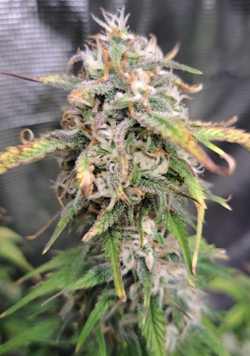 Beloved Zweetness. Week 9 - Day 63