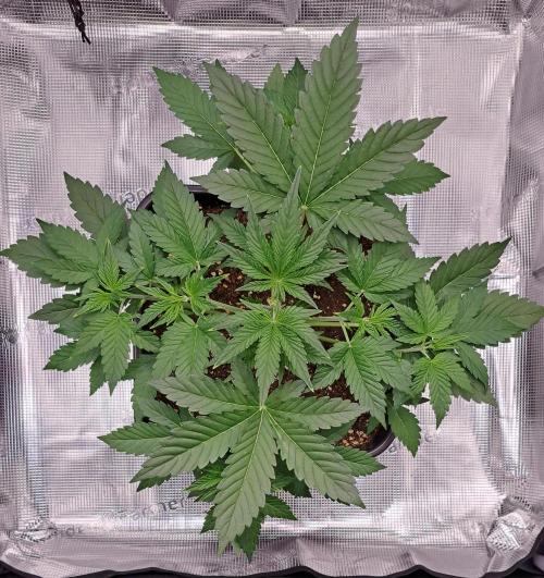 Taste of stardust. Week 4 - Day 22