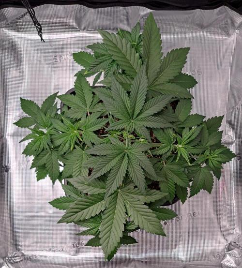 Taste of stardust. Week 4 - Day 24