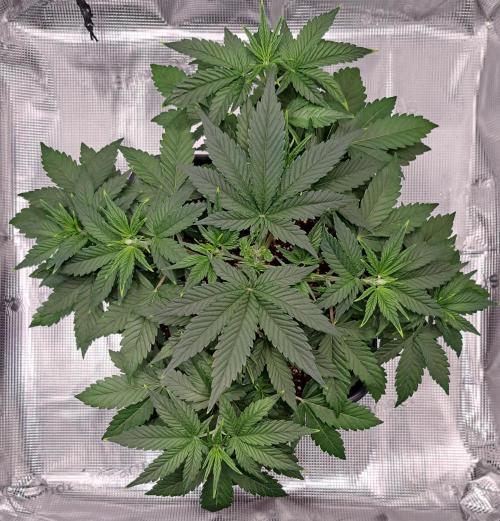 Taste of stardust. Week 4 - Day 25