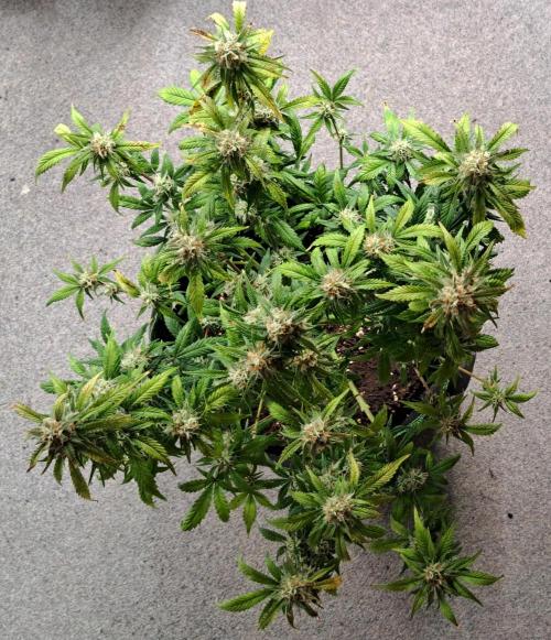 Beloved Zweetness. Week 10 - Day 66