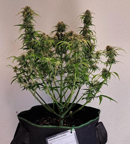 Beloved Zweetness. Week 10 - Day 66