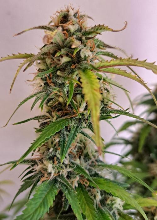 Beloved Zweetness. Week 10 - Day 66