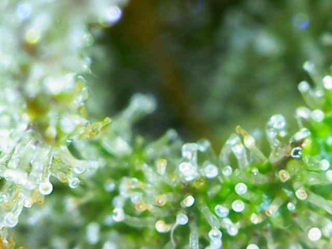 Beloved Zweetness. Week 10 - Day 66