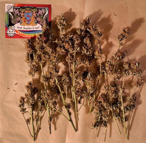 Beloved Zweetness. Week 10 - Day 66