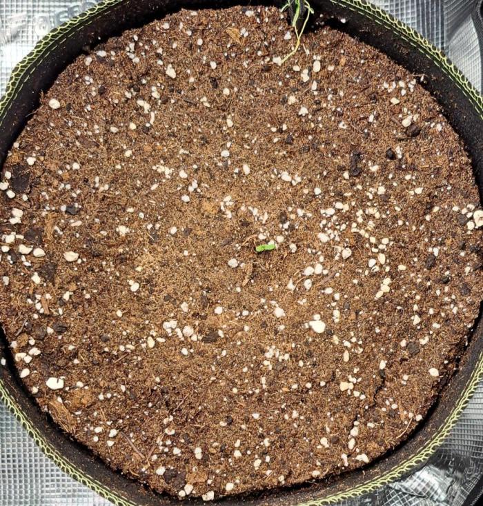 Dreams become purple. Week 0 - Day 0