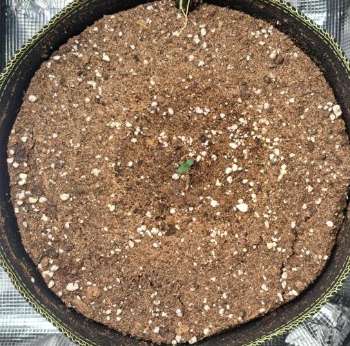 Dreams become purple. Week 1 - Day 1