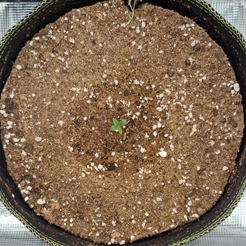 Dreams become purple. Week 1 - Day 2