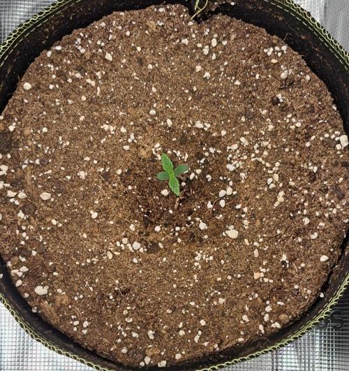 Dreams become purple. Week 1 - Day 3