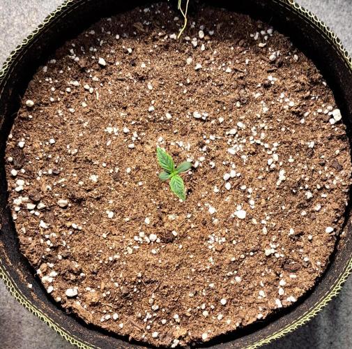 Dreams become purple. Week 1 - Day 4