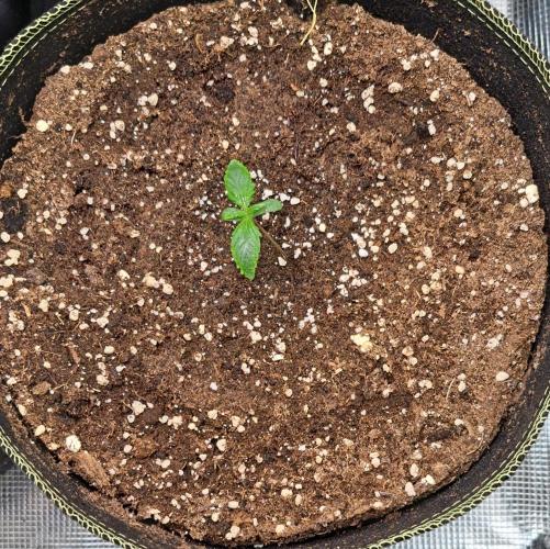 Dreams become purple. Week 1 - Day 5