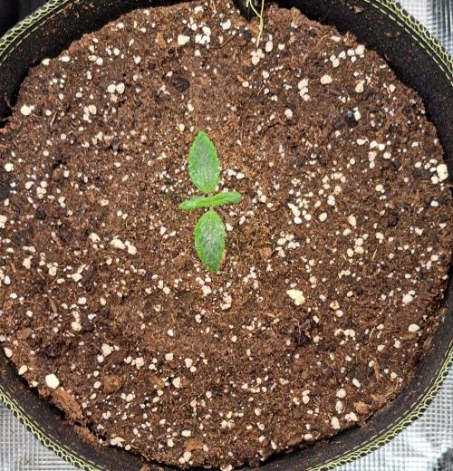 Dreams become purple. Week 1 - Day 6