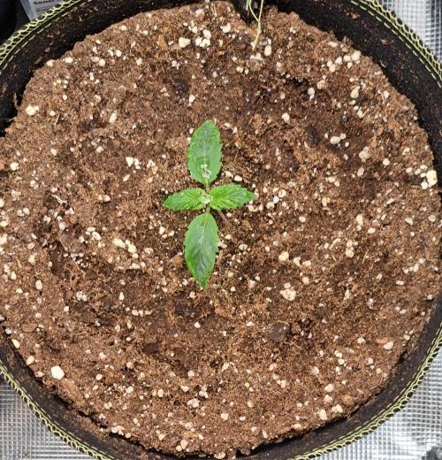 Dreams become purple. Week 1 - Day 7