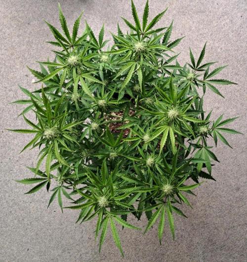 Bruce makes mimosas. Week 7 - Day 43