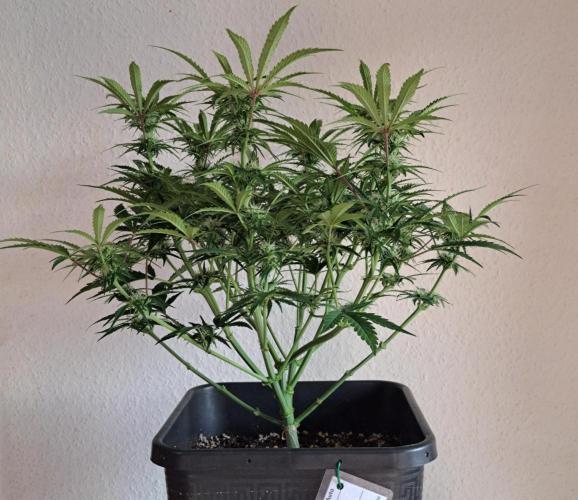 Bruce makes mimosas. Week 7 - Day 43